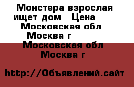 Монстера взрослая ищет дом › Цена ­ 5 - Московская обл., Москва г.  »    . Московская обл.,Москва г.